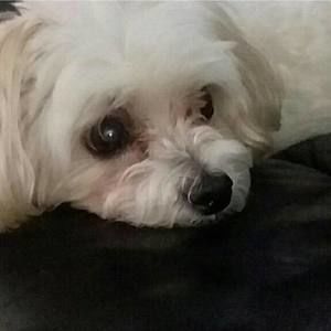 Meet your Posher, Rosanne